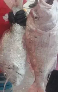 ماهی تازه