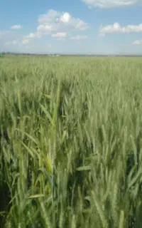 بذر درجه یک میهن پر تناژ