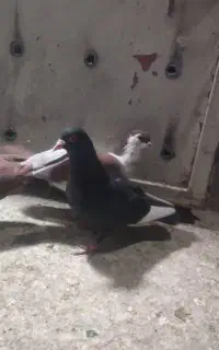 کبوتر پلنگ