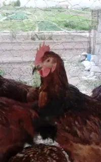 جوجه خروس محلی