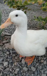 فروش اردک سالم