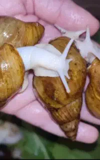 حلزون آپاچینا پرورشی