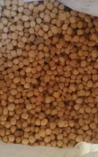 نخود