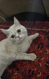 گربه اسکاتیش