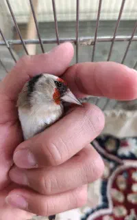 سهره ماده