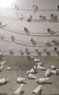 تعدادی کبوتر از طوقی تا تهرانی پرشی