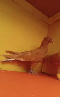 دم سفید و دارو