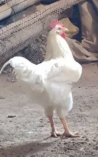 مرغ