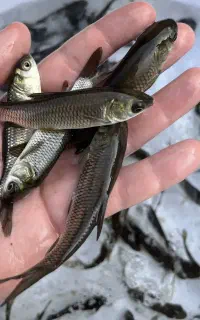 فروش نوزاد ماهی آمور