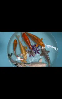 ماهی کوی نژاد دار ( آس )