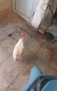 مرغ