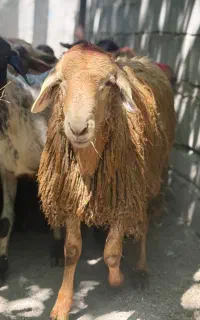 دام  زنده برادران مرادی