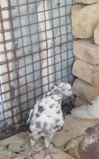 کفتر تهرانی پرشی