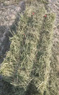 پرس یونجه