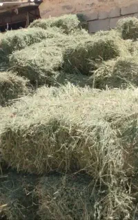 یونجه