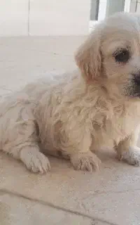 توله سگ پاپی ماده