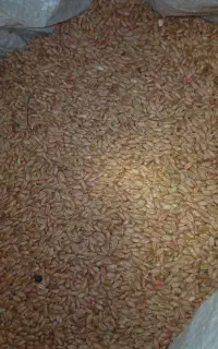 گندم چمران در رامشیر