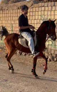 اسب نریان کرد