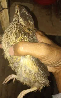بلدرچین نژاد ژاپنی