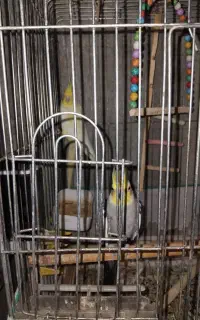 عروس‌هلندی‌نرو‌ماده