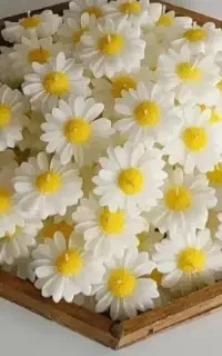 شمع گیفت عروسی