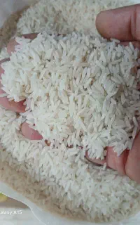 برنج طارم‌ مجلسی