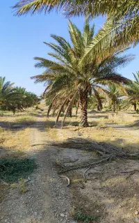 هرس وپاسار