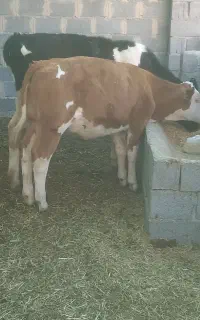 گوساله
