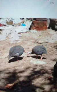 مرغ شاخدار نر