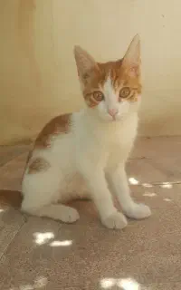 واگذاری بچه گربه نر