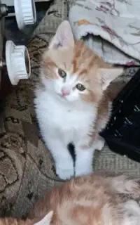 واگذاری رایگان بچه گربه