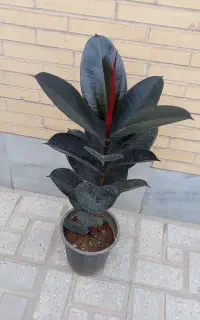 گلها طبیعی