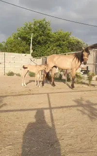 مادیان ترکمن باکره نریان سمند