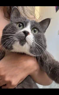 گربه بریتیش میکس فی زیر 8قیمت