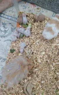 همستر