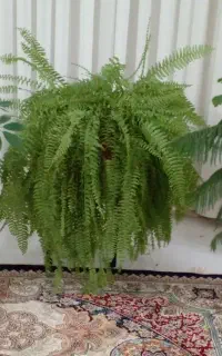 گلهای آپارتمانی