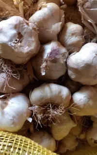 سیر همدان