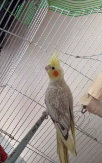 پرنده عروی هلندی اسمش نبات عروس  سخن گو