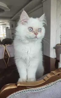گربه پرشین کلاسیک