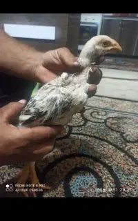 جوجه خروس لاری