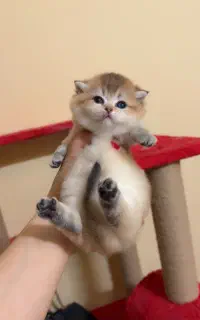 بچه گربه های آپارتمانی ( در تمامی نژاد ها )