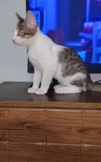 بچه گربه ۲ ماهه