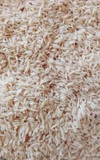 برنج ضیغمی نو در مکینه تحویل کیلو ۴۰۰