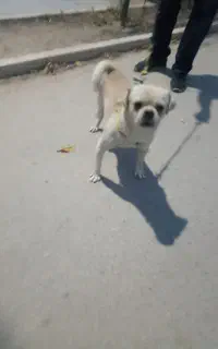 سگ نژاد پلدار
