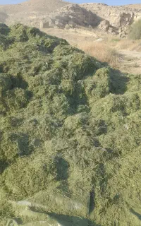 فروش یونجه کوبیده
