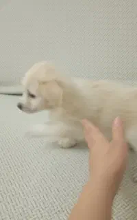 توله دوماهه سرحال ومهربون