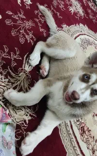 سگ هاسکی ماده