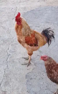 فروش خروس سالم سرحال