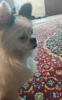واگذاری رایگان سگ
