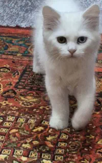 گربه بریتیش دوماهه